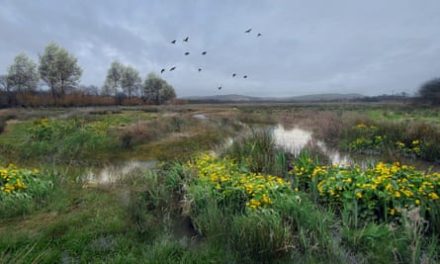 ‘Rewiggle’ room: Lewes river channel project will create new wetland | Rivers