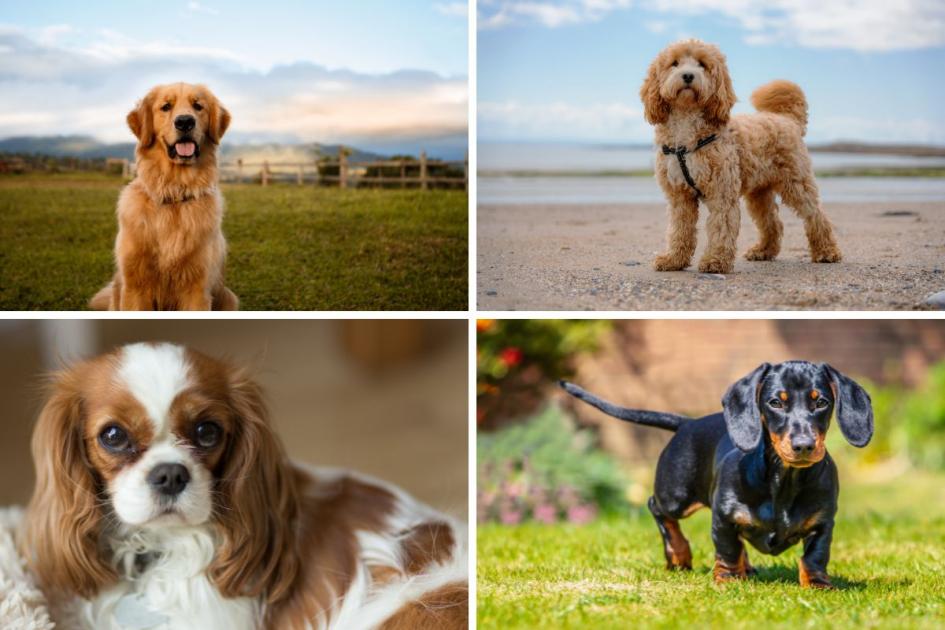 What is the UK’s most popular breed of dog in 2023?