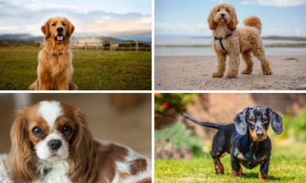 What is the UK’s most popular breed of dog in 2023?