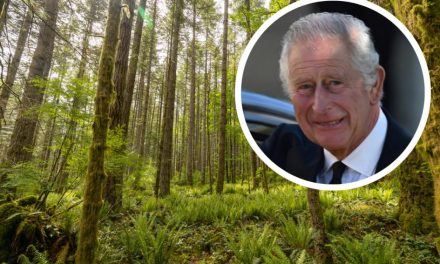 New £2.5m fund launched for tree planting in honour of King Charles