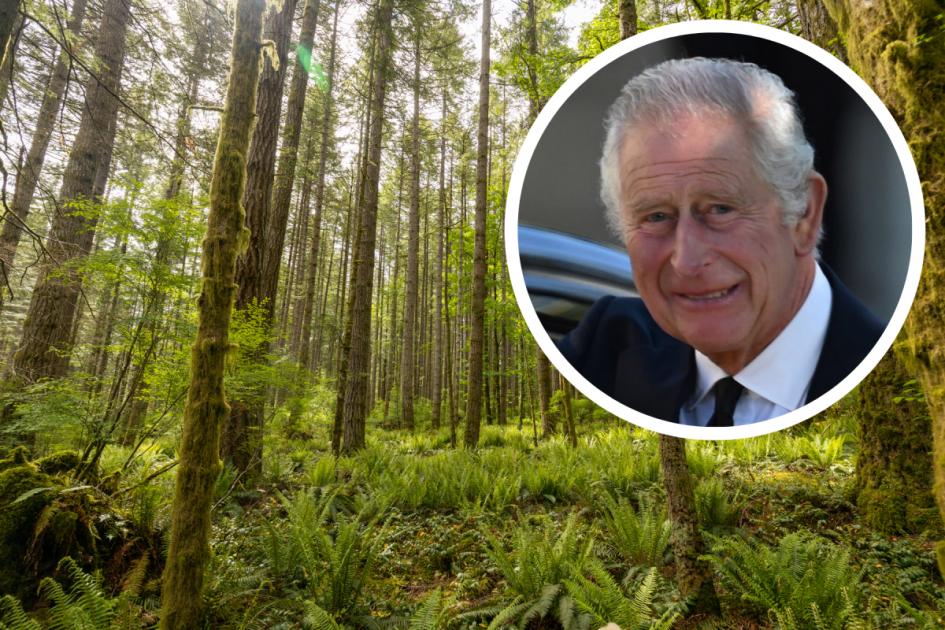 New £2.5m fund launched for tree planting in honour of King Charles