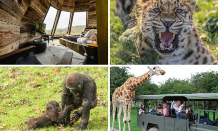 Port Lympne Hotel and Reserve: A safari staycation in Kent near London
