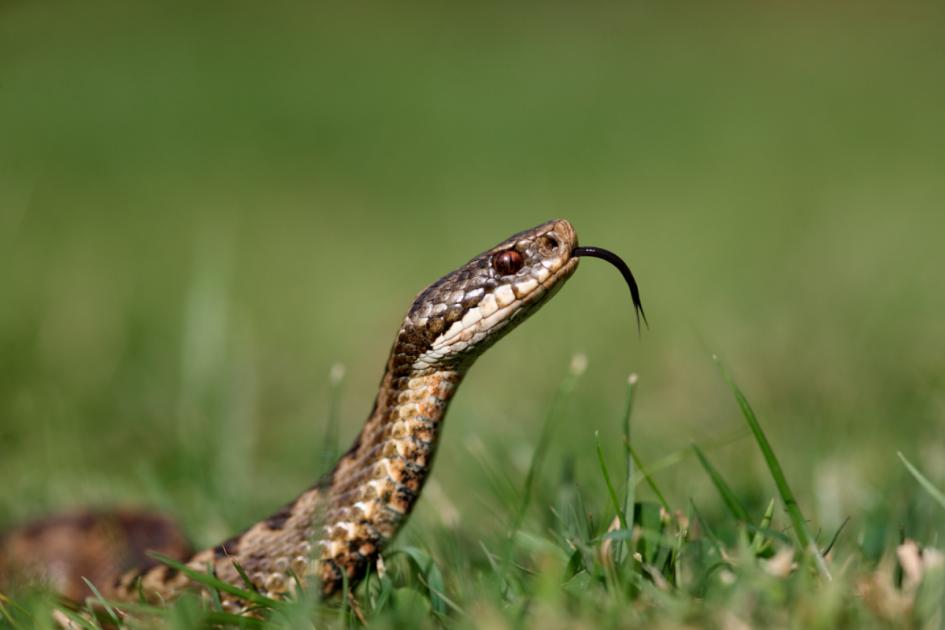 Map of snake sightings in London amid RSPCA warning