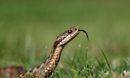 Map of snake sightings in London amid RSPCA warning