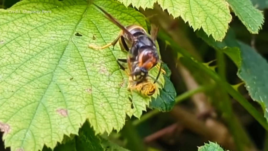 Asian Hornet devours wasp on UK frontline: Watch video