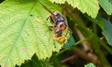 Asian Hornet devours wasp on UK frontline: Watch video