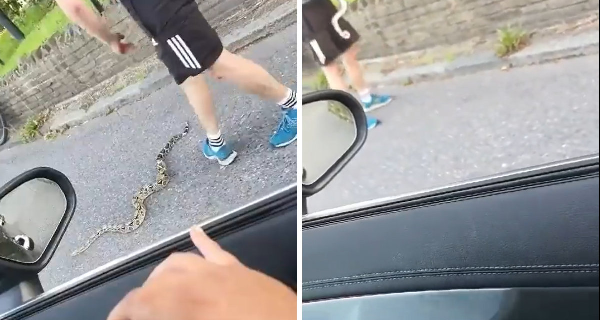 Video shows large snake on the loose on Balham South road