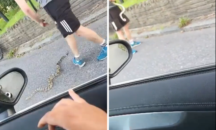 Video shows large snake on the loose on Balham South road