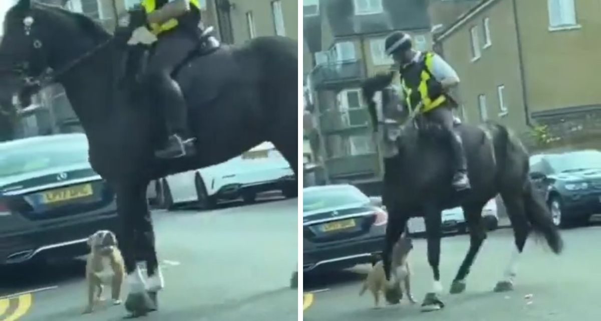 Limehouse dog unseats mounted police officer during attack