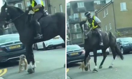 Limehouse dog unseats mounted police officer during attack
