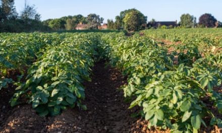 Fears of food inflation rise as UK harvests hit by cool, wet summer | Food & drink industry