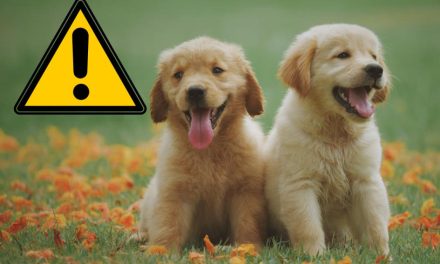 RSCPA dog owner warning as Met Office forecast UK heatwave