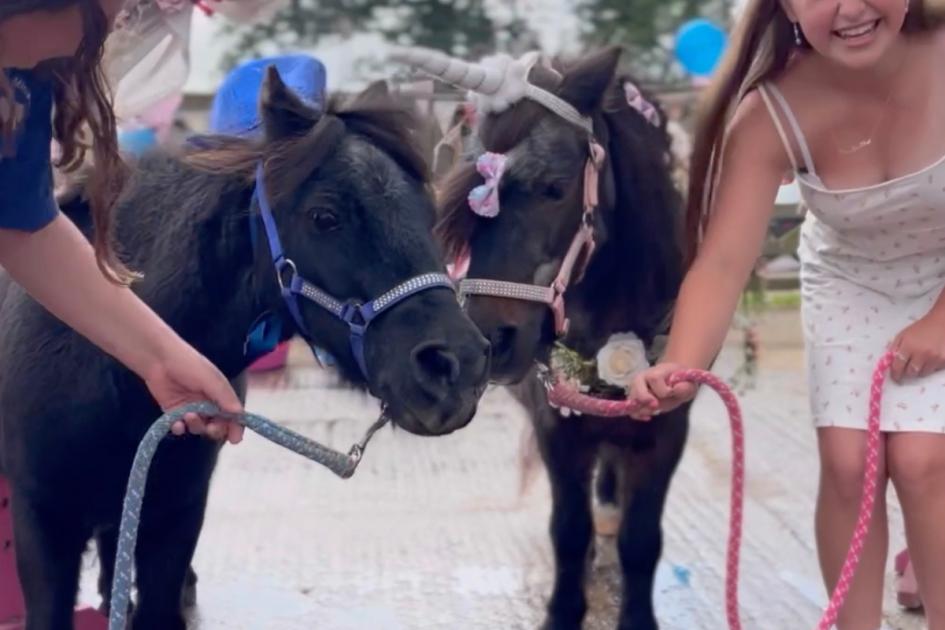 Shetland ponies marry in rescue centre ceremony: Watch here