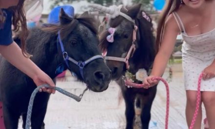 Shetland ponies marry in rescue centre ceremony: Watch here