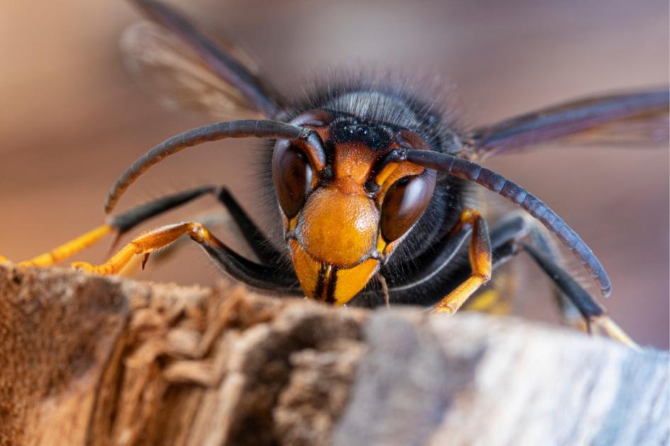 Garden experts warn deadly Asian hornets could invade UK