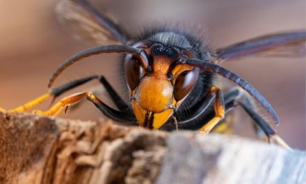Garden experts warn deadly Asian hornets could invade UK