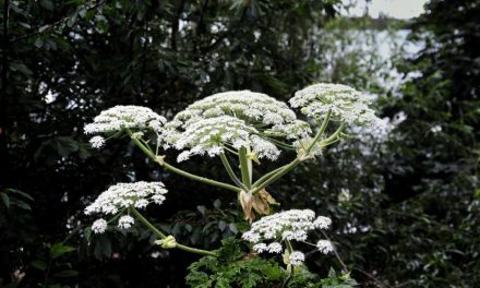 Giant Hogweed: Treating burns, is it dangerous, how to spot