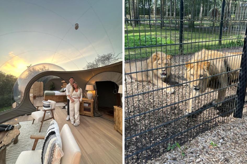 Port Lympne: Sleep under the stars next to lions – a review