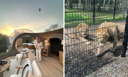 Port Lympne: Sleep under the stars next to lions – a review