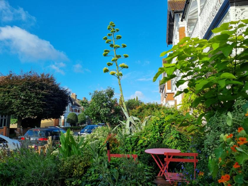 The Ilford garden where a plant has taken 20 years to flower