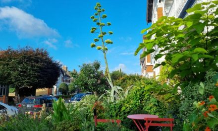 The Ilford garden where a plant has taken 20 years to flower
