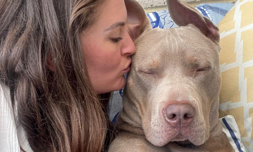 London owner of XL Bully dog who ‘loves cuddles’ feels ‘targeted’