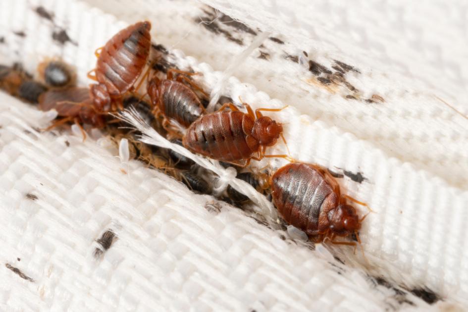 Could London be hit by Paris’s bedbug outbreak? What to know