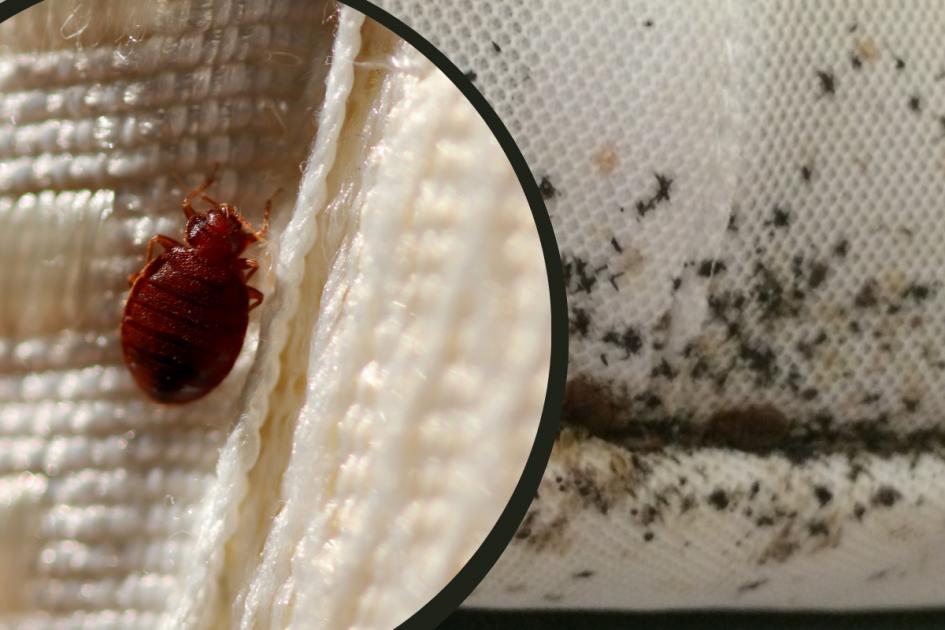 Bed bugs in the UK: Signs, bite symptoms, how to prevent and get rid