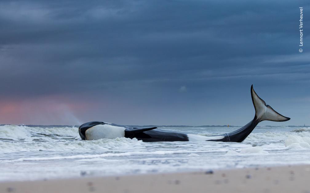 Wildlife Photographer of the Year exhibition opens at NHM 