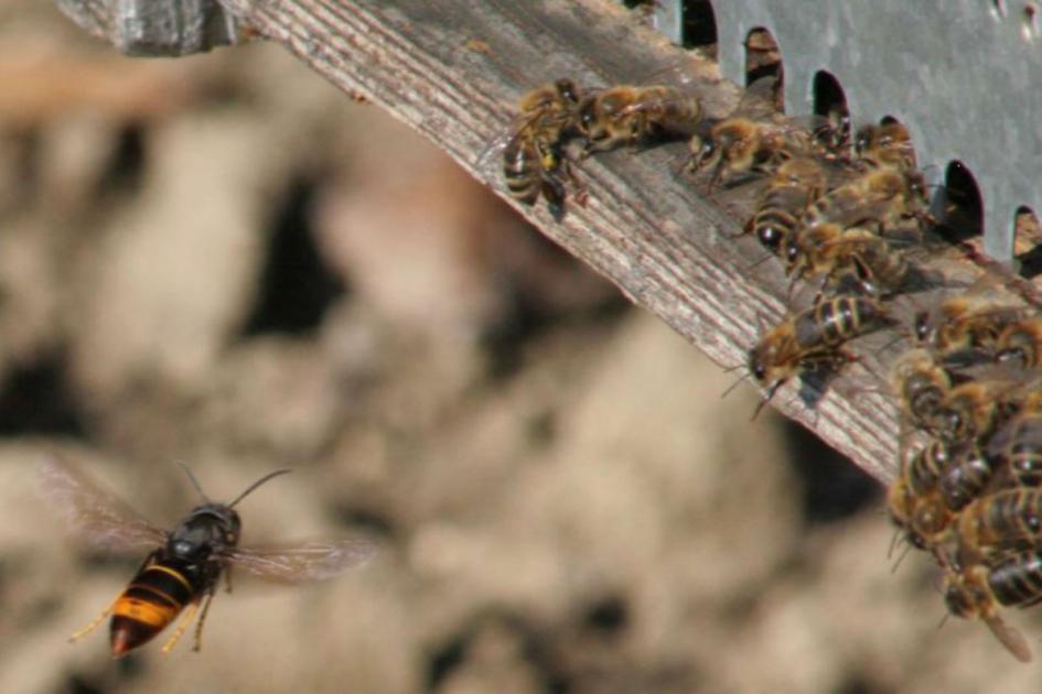 Threat of an Asian hornet invasion is real UK warned