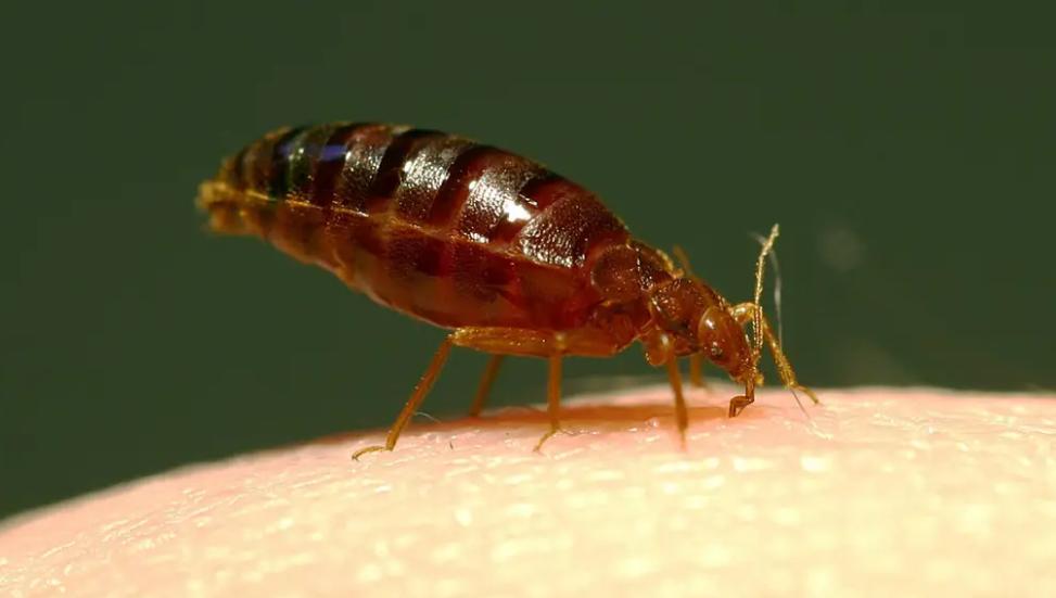 Bedbug bites advice issued by Chemist Click Online Pharmacy