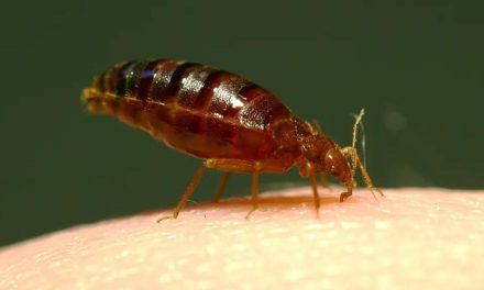 Bedbug bites advice issued by Chemist Click Online Pharmacy