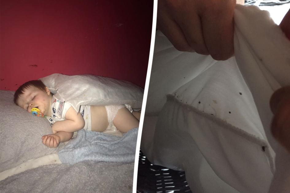 Bedbugs in London flat got so bad family refused to go outside