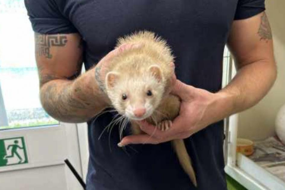 Ferret saved after being rescued on the London Underground