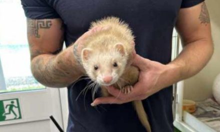 Ferret saved after being rescued on the London Underground