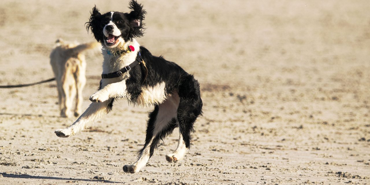 Best dog beaches Essex: Where to take your dog on a day out