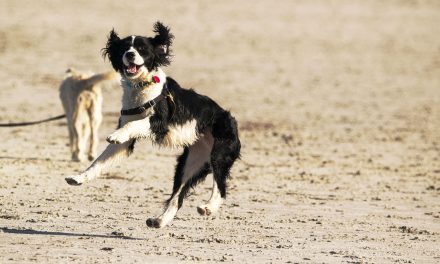 Best dog beaches Essex: Where to take your dog on a day out