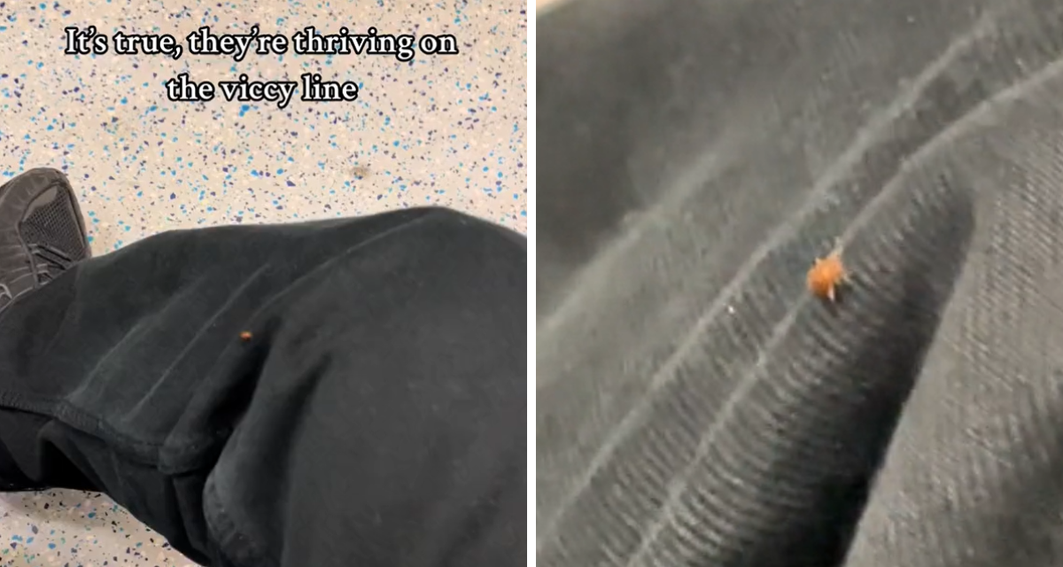 TikTok video shows ‘bedbug’ on London Victoria Line tube