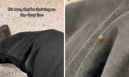 TikTok video shows ‘bedbug’ on London Victoria Line tube