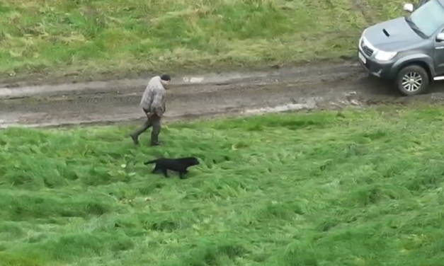 Blind dog reunited with owner after 3 days missing: Watch