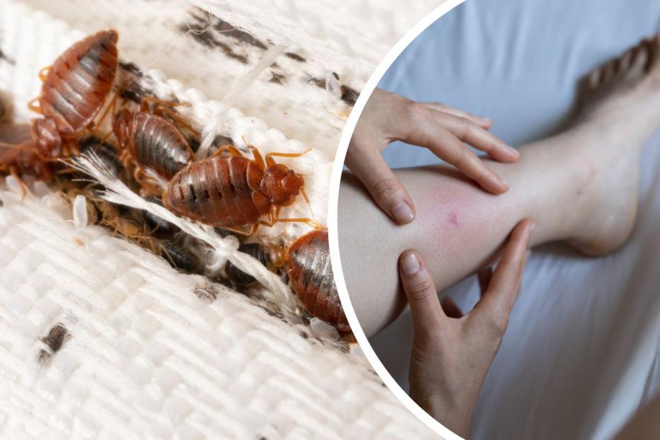 Why do bedbugs appear and do you get them from being dirty?