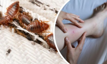 Why do bedbugs appear and do you get them from being dirty?