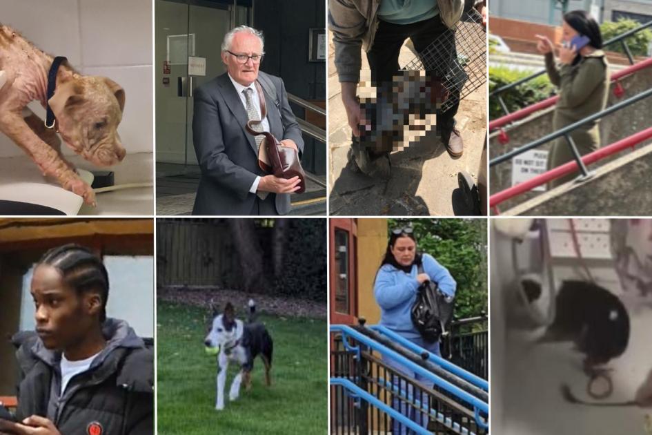 Seven Londoners prosecuted for animal cruelty this year