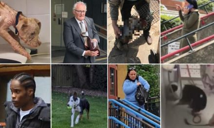 Seven Londoners prosecuted for animal cruelty this year