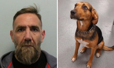 Heathrow cocaine smuggling dog turns tail on life of crime
