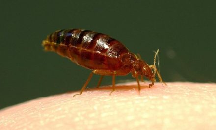 Ealing Central Library shuts after ‘bedbug infestation’