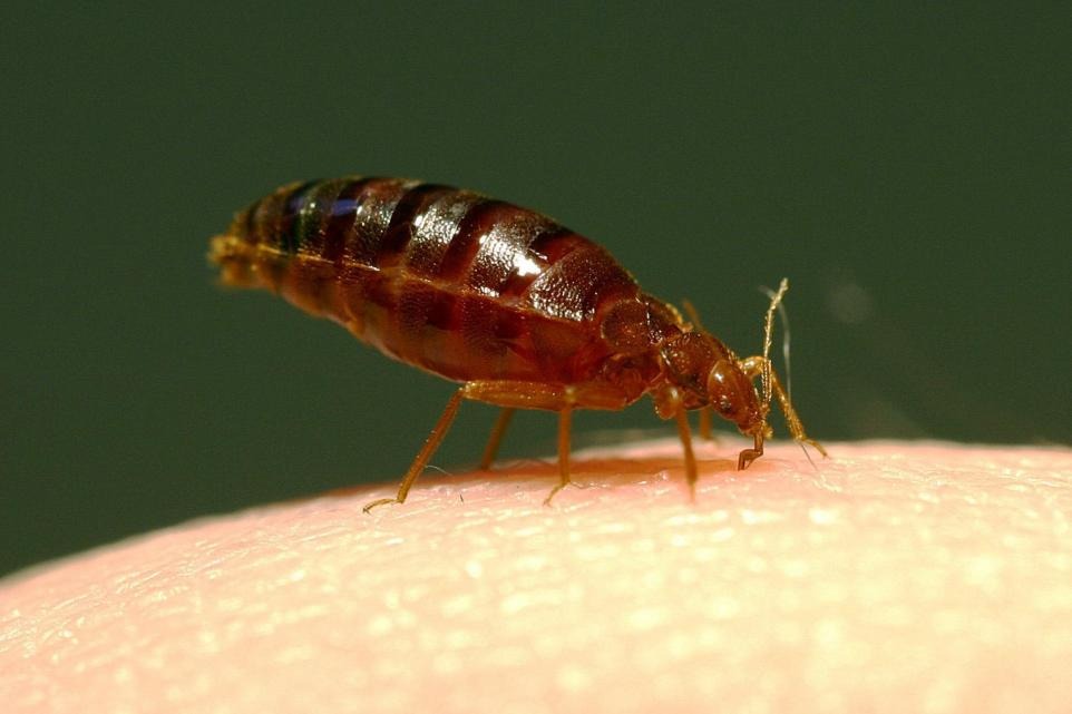 Ealing Central Library shuts after ‘bedbug infestation’