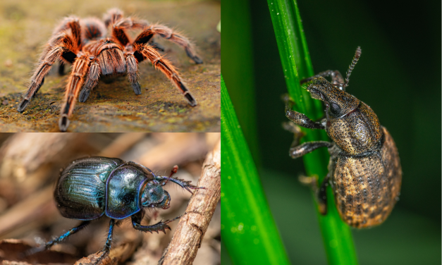 The London bug facts in light of I’m a Celebrity… Get Me Out of Here!